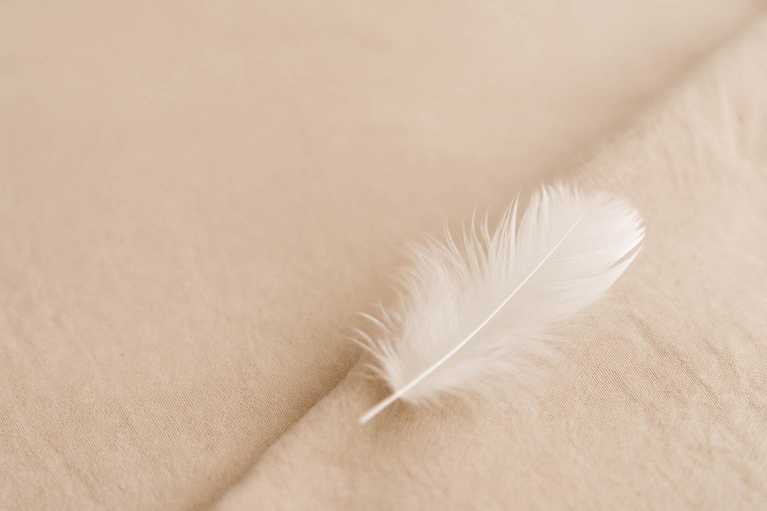 Minimalist hero image with a white feather on soft beige fabric, evoking peace and heartfelt condolence